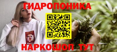 шишки Лесосибирск